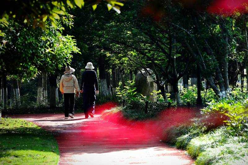 林荫小径 两人缓行图片