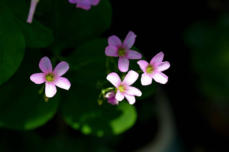 粉花绿叶 静谧绽放图片