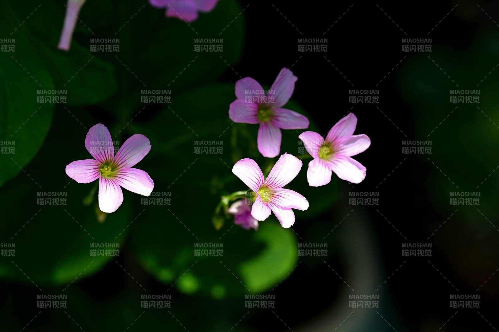 粉花绿叶 静谧绽放图片