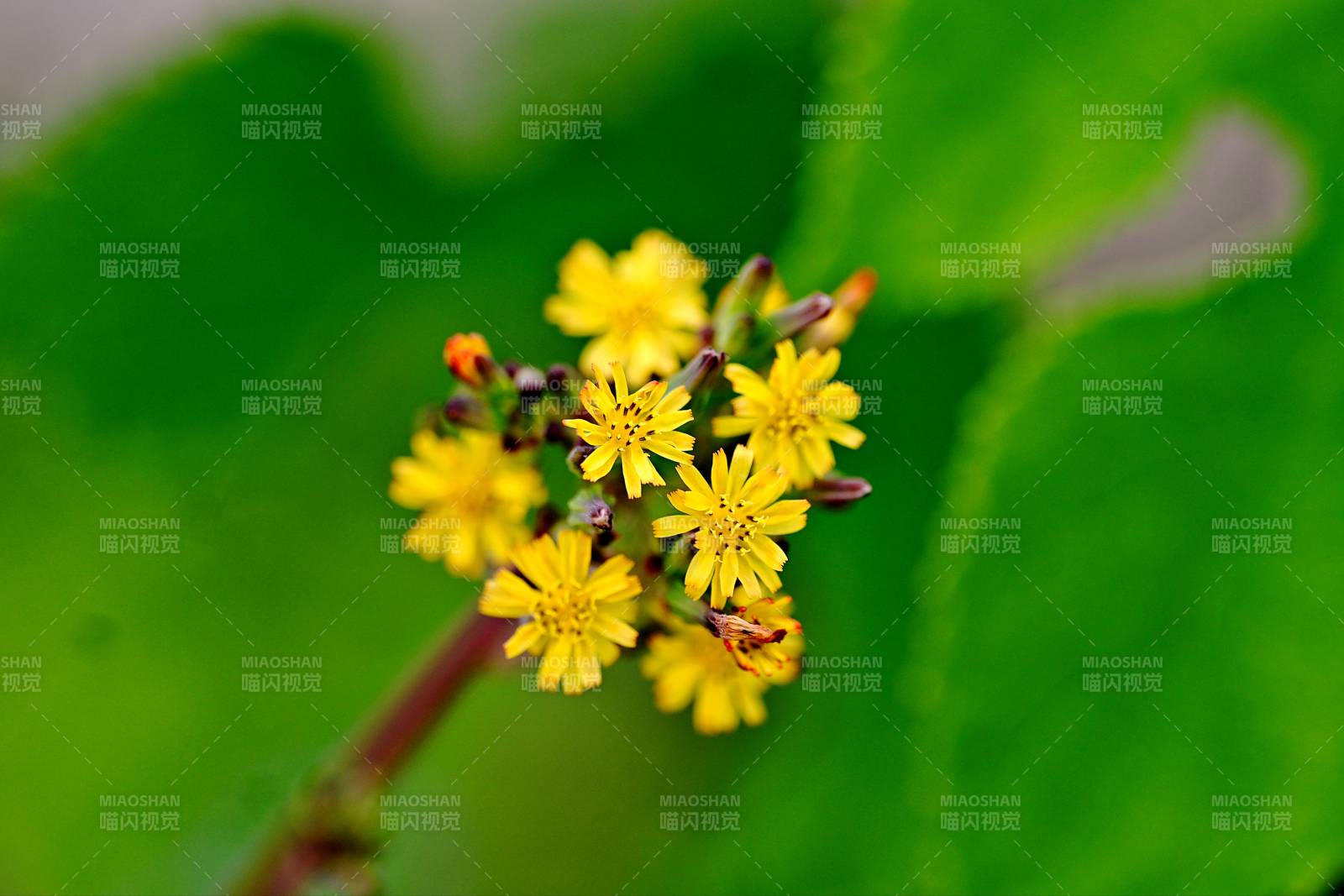 黄花簇拥绿叶间图片