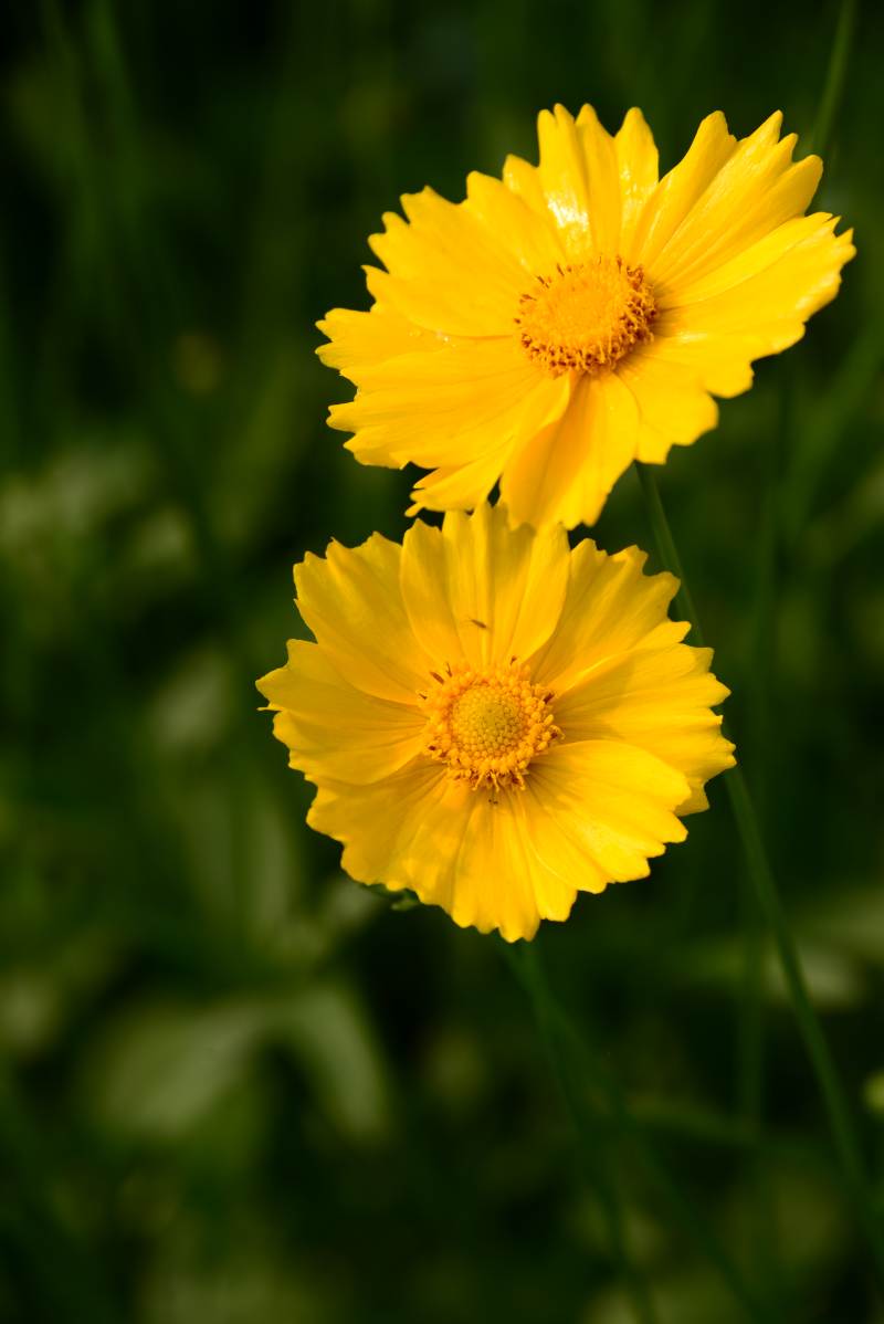 双黄菊绽绿意间图片