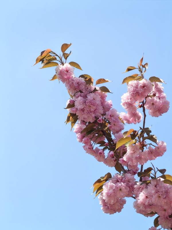 樱花枝头映蓝天图片