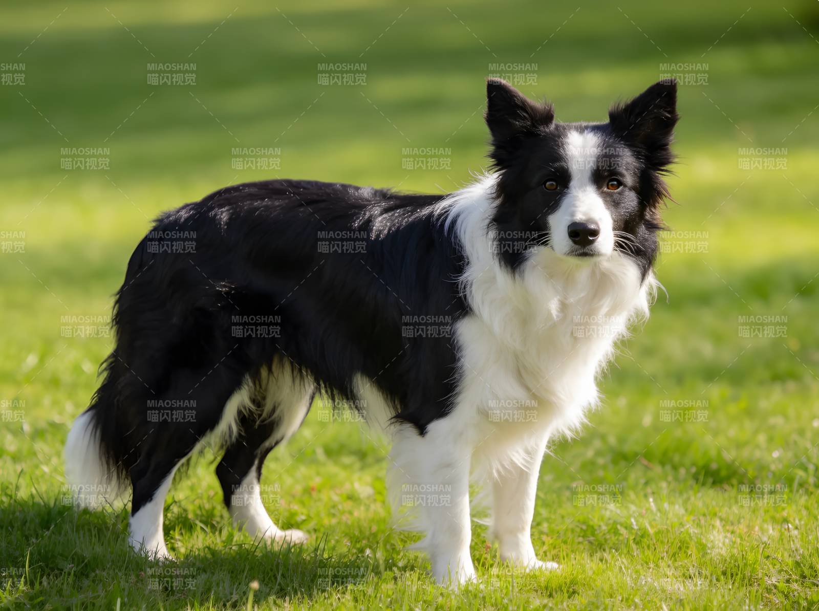 黑白边牧站立绿草地图片