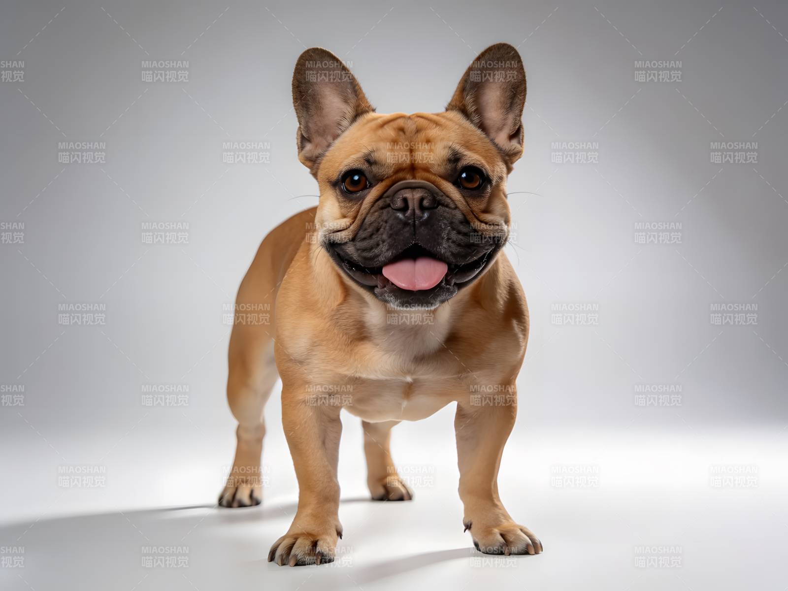 法斗萌犬吐舌卖萌照图片