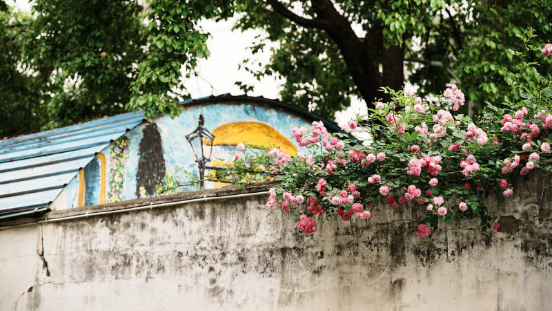 花墙映古画 绿意盎然景图片
