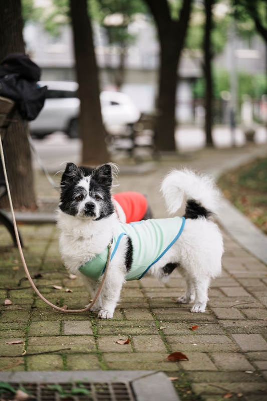 穿绿衣的小狗公园散步图片