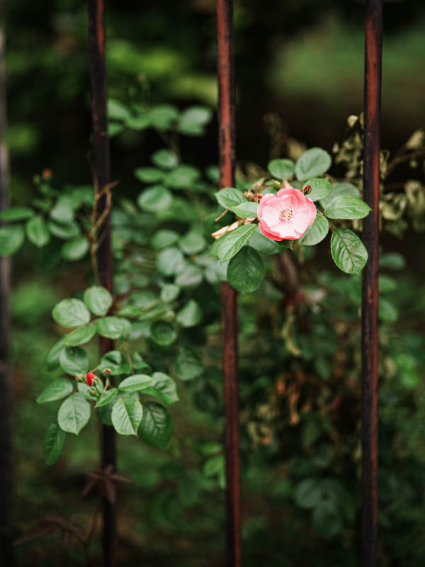 铁栏间绽放的粉玫瑰图片