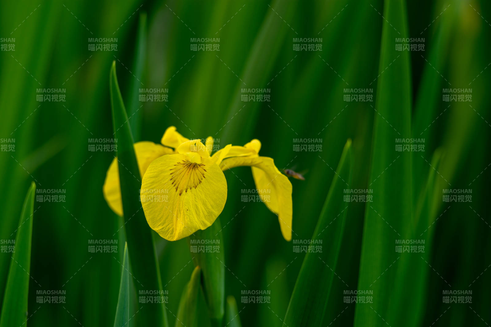 黄鸢尾花绽绿丛中图片