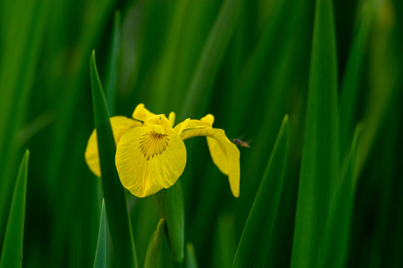 黄鸢尾花绽绿丛中图片
