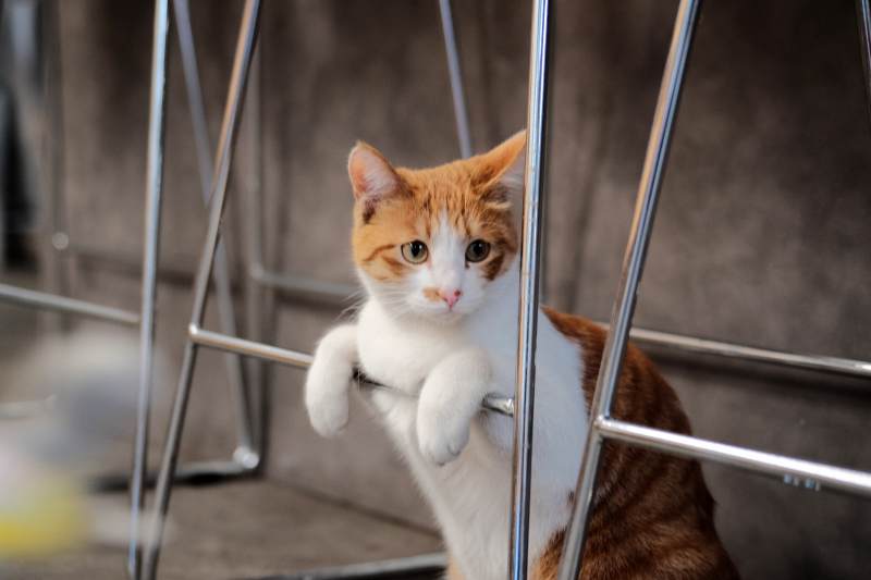 笼中橘白猫探身张望图片