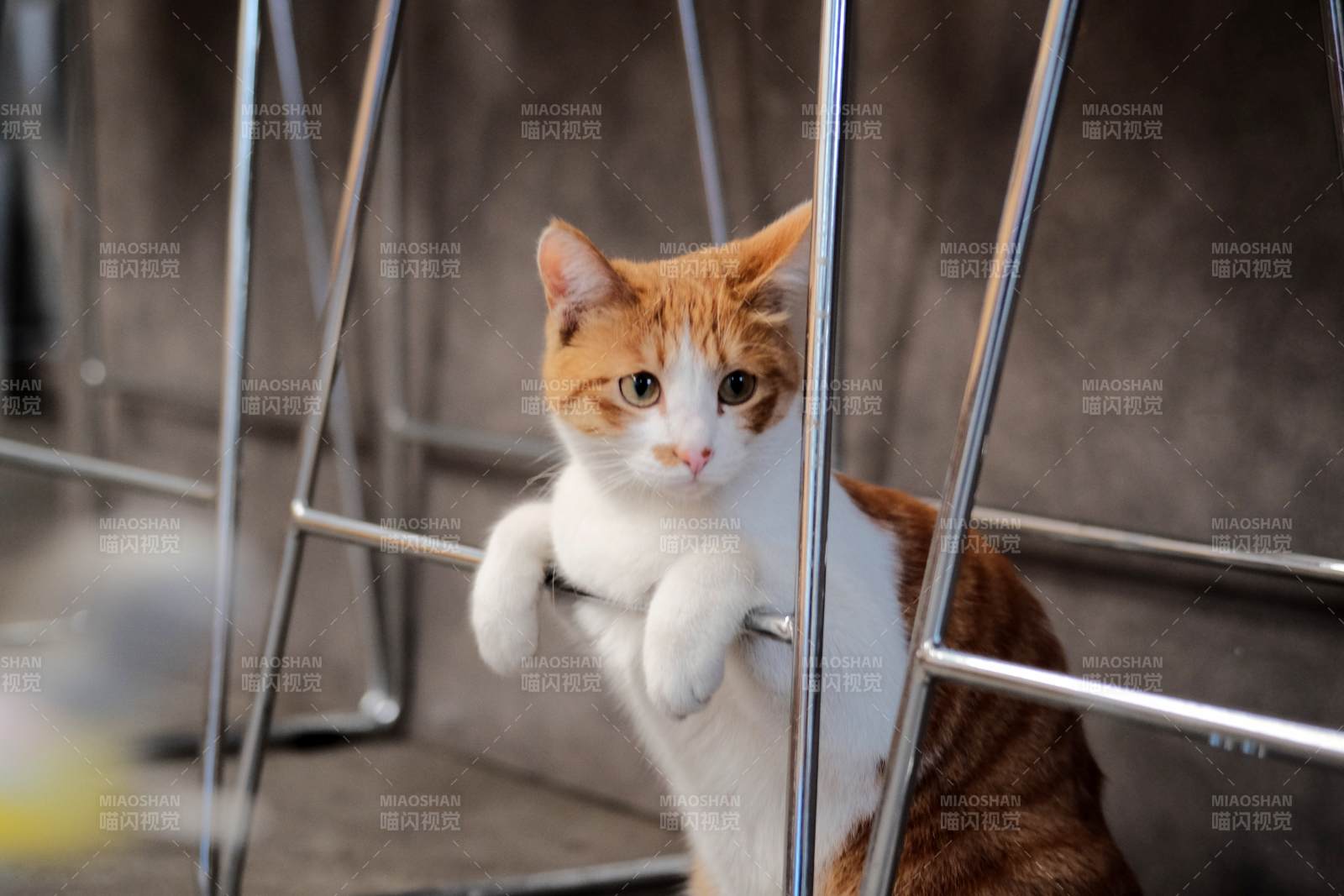 笼中橘白猫探身张望图片