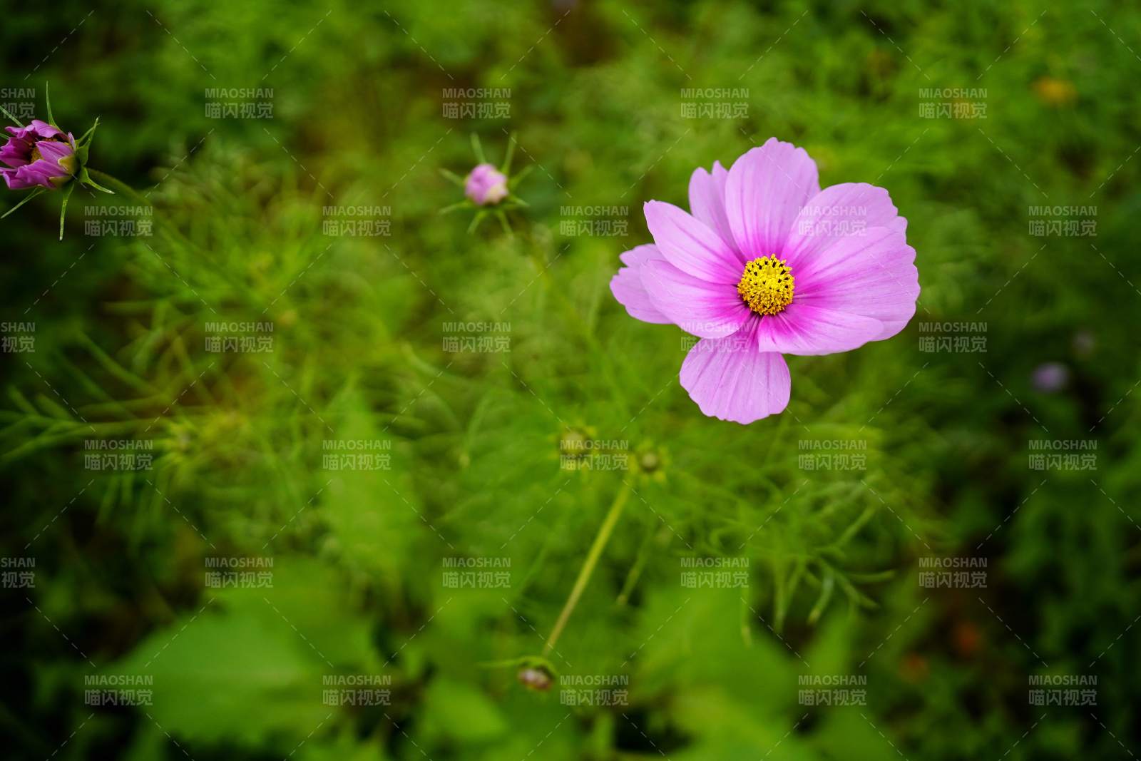 粉花黄蕊 绿意盎然图片