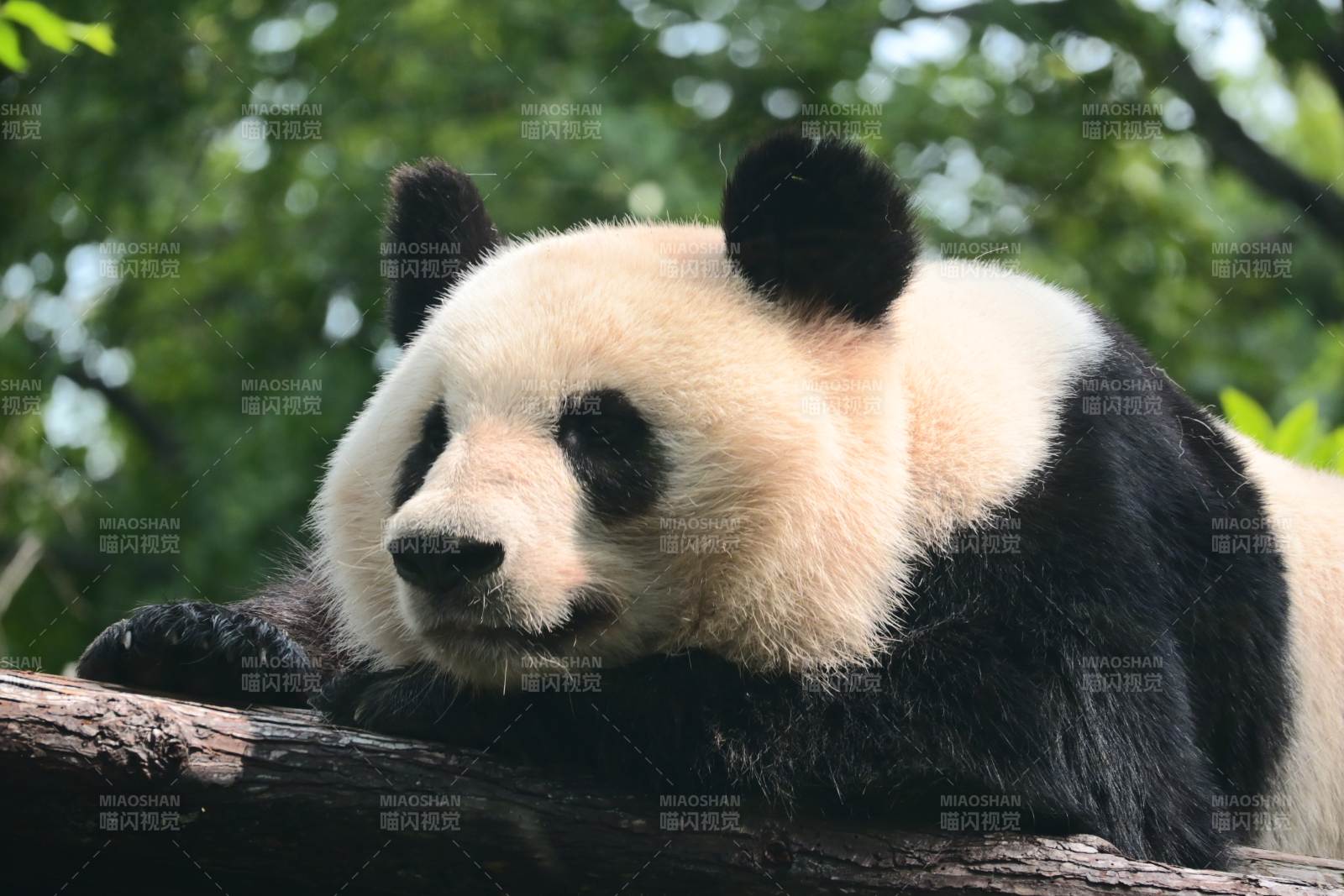 熊猫倚木憩 萌态惹人怜图片