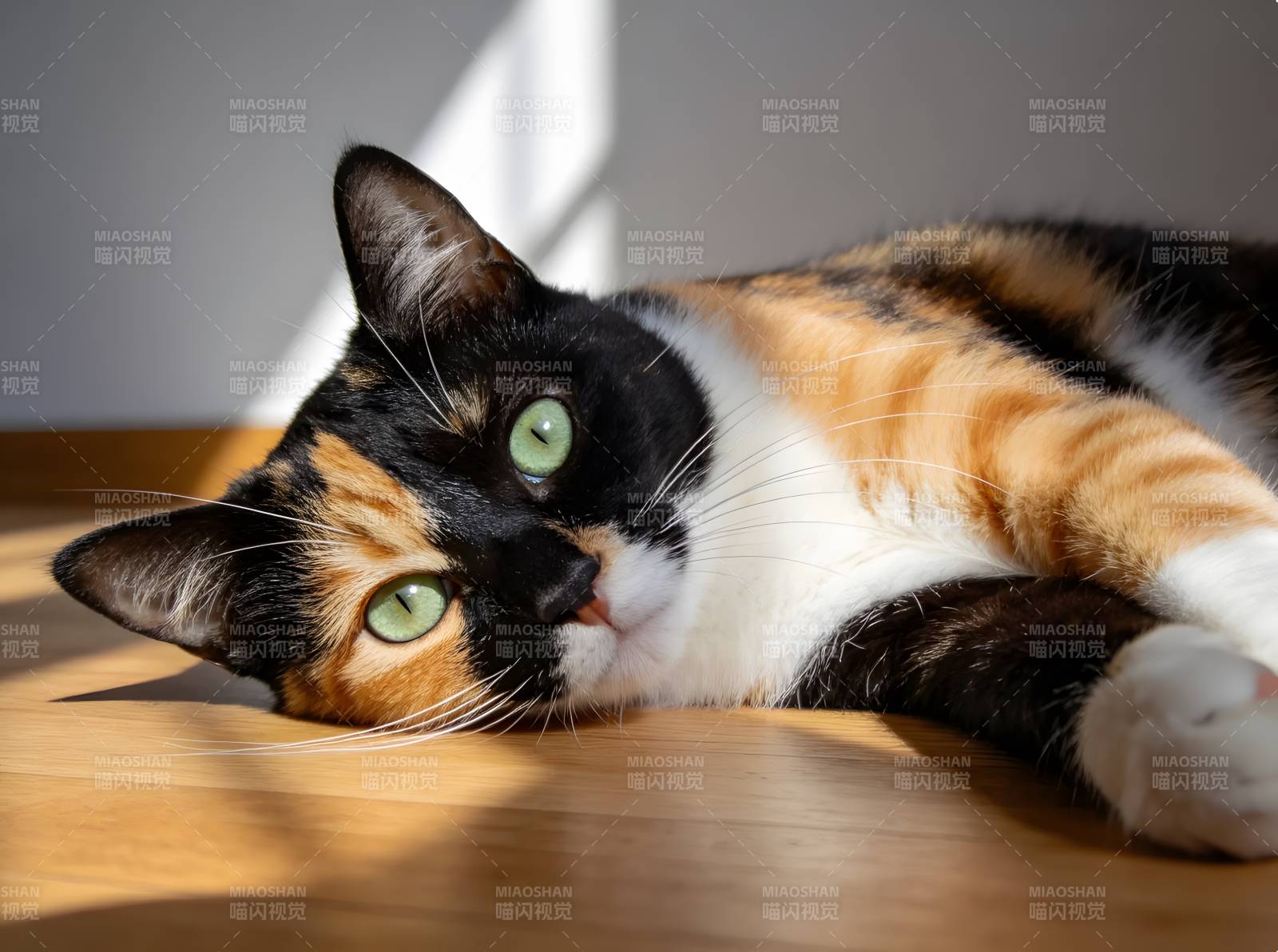 阳光下的三花猫慵懒躺卧图片