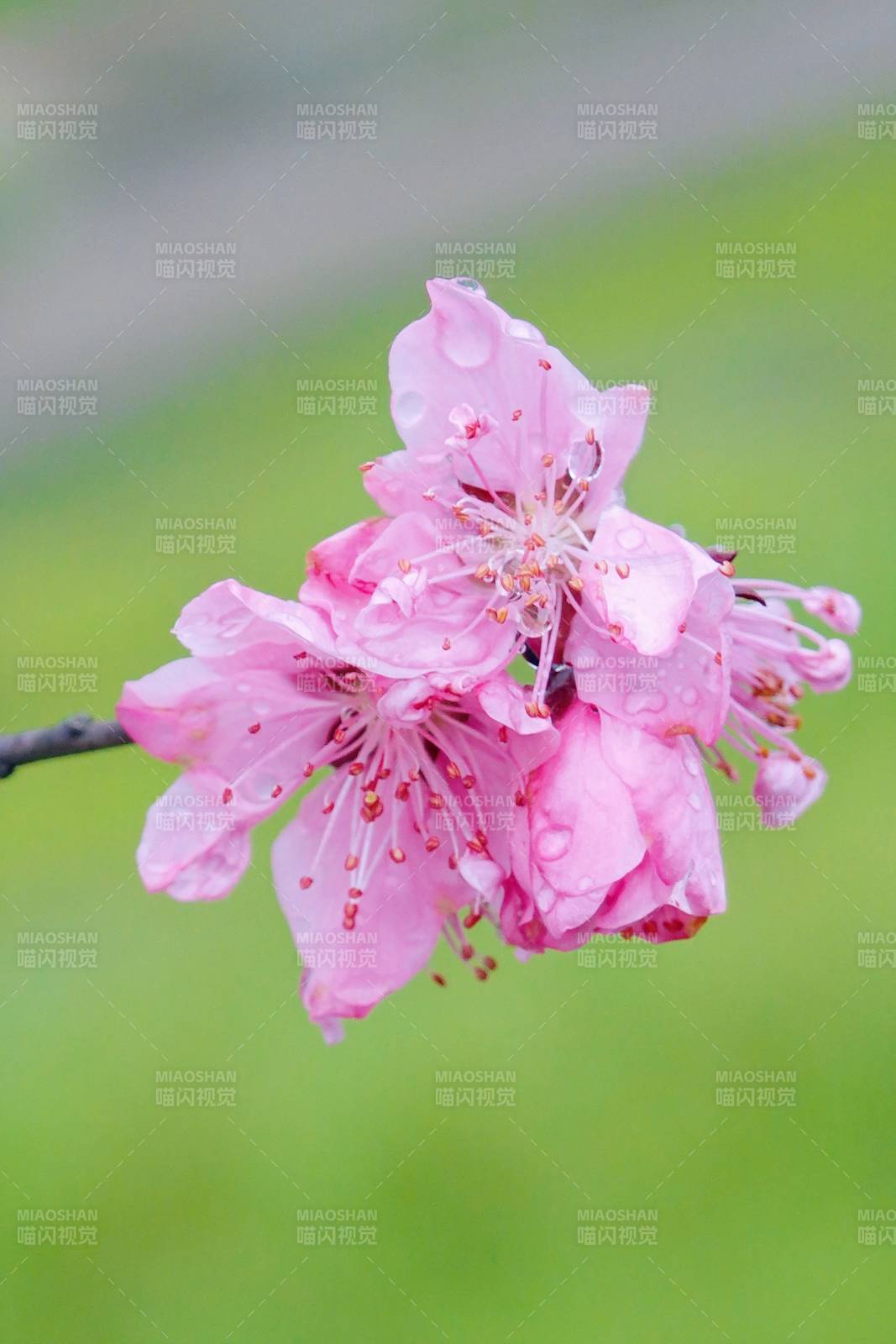 雨后桃花 粉嫩带露绽枝头图片