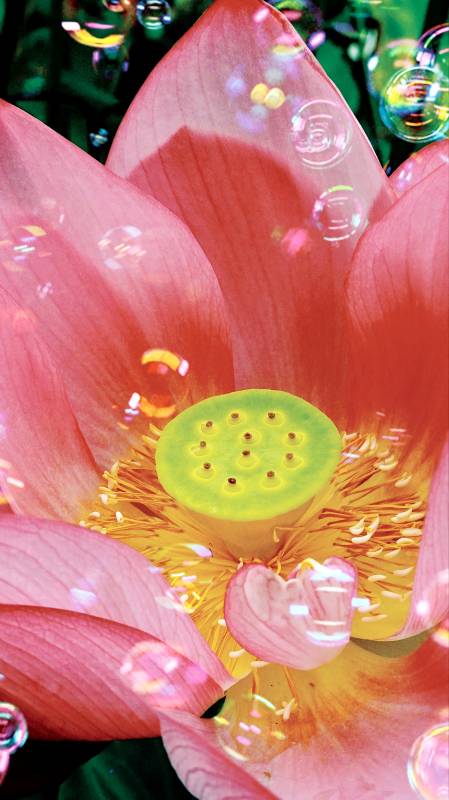 莲开 bubble 梦幻境图片