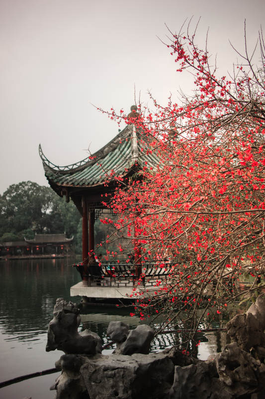 红梅映古亭 水榭春意浓图片