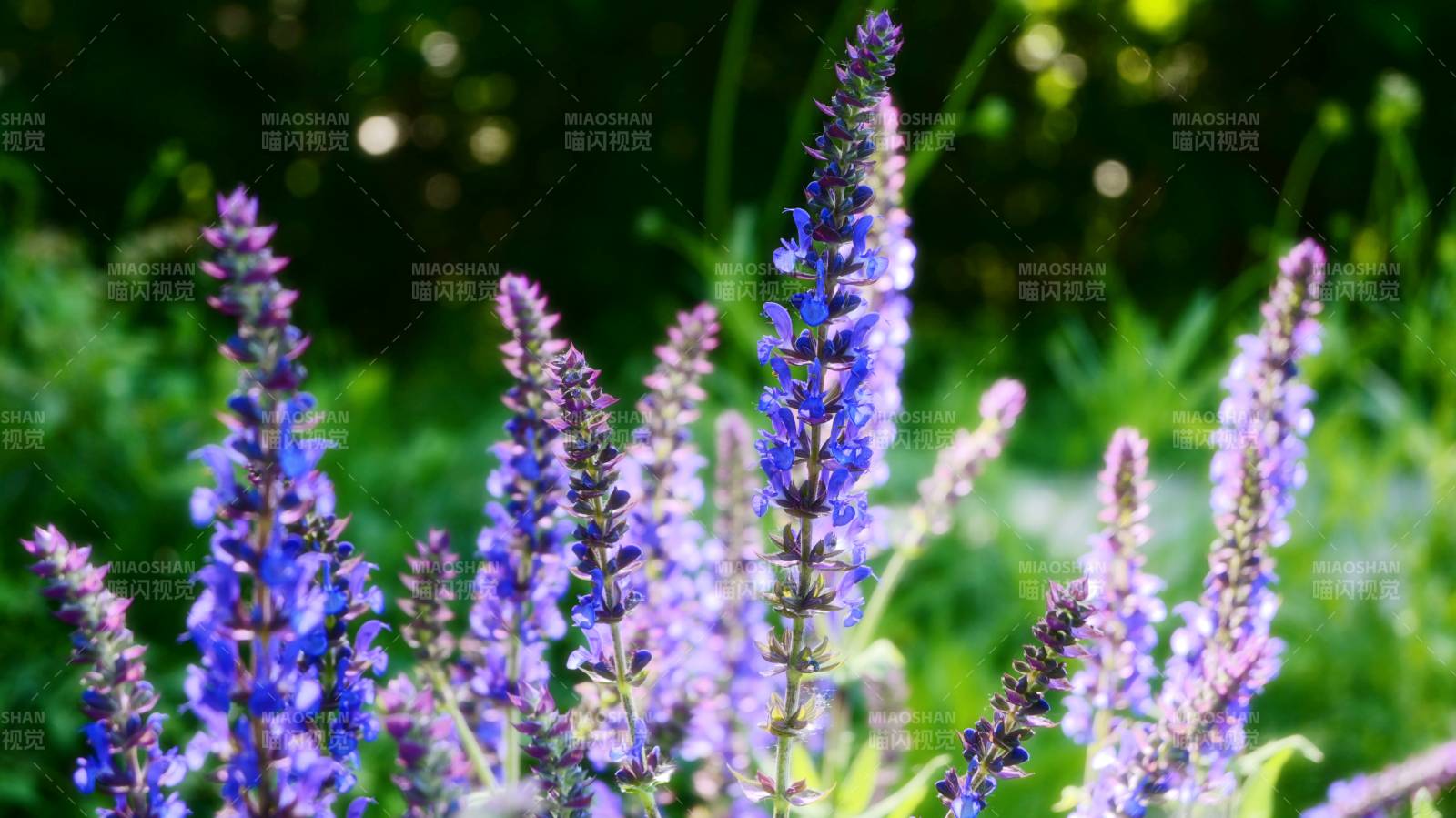 紫花摇曳 绿意盎然图片