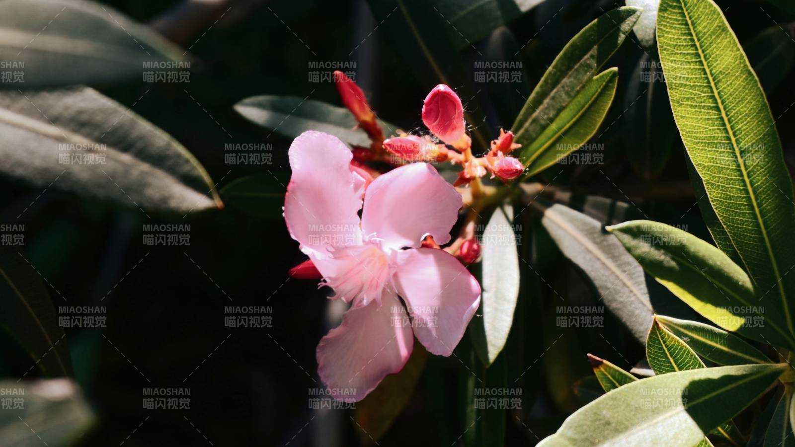 粉花绿叶映阳光图片