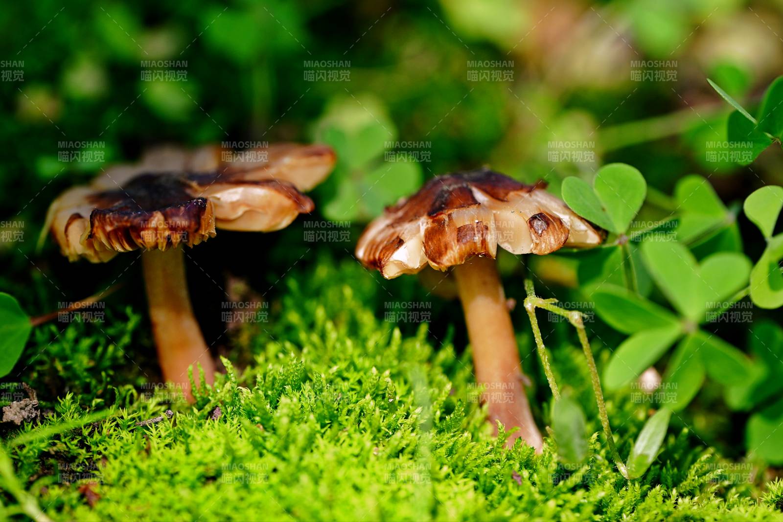 苔上双菇 绿意盎然图片