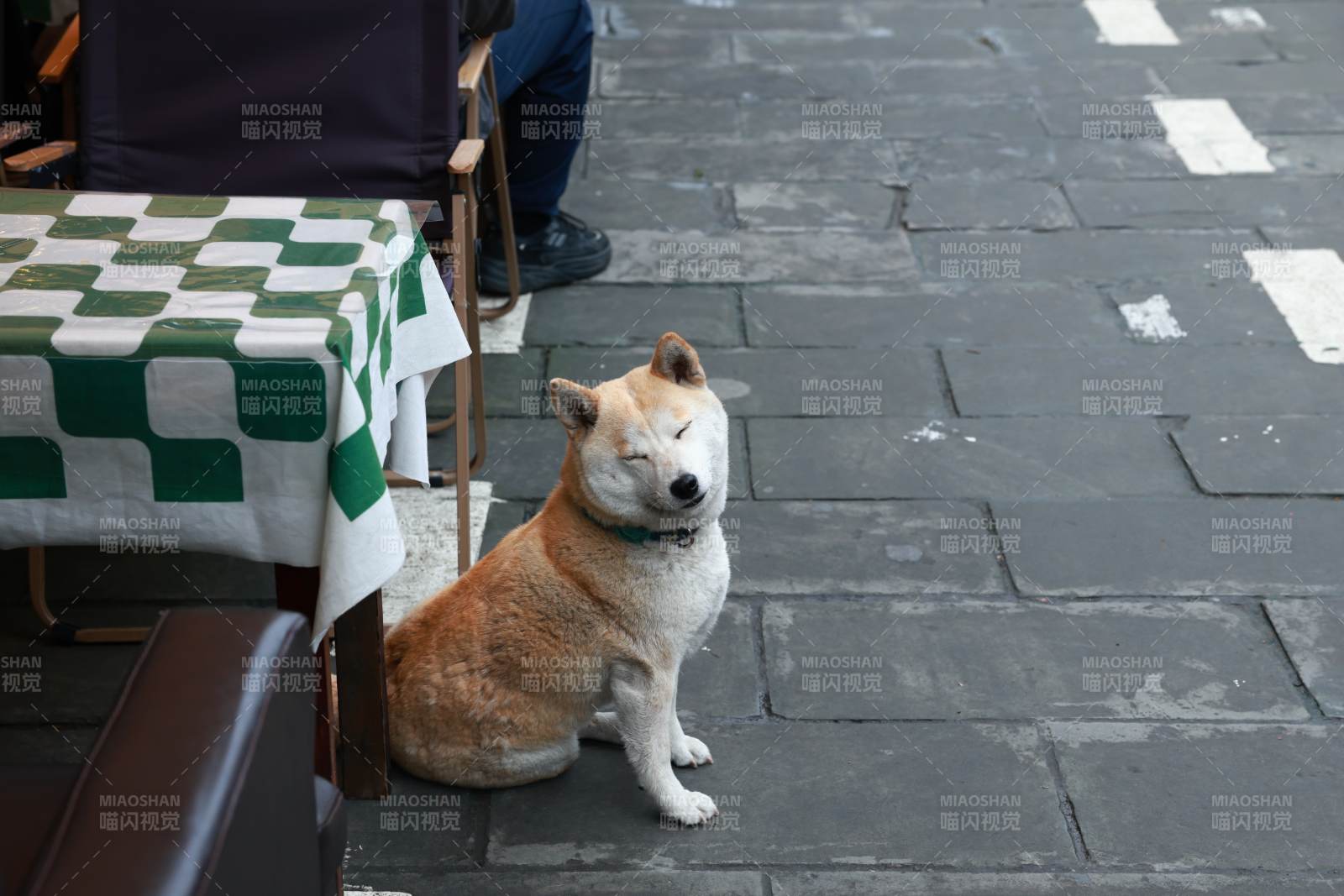 街边柴犬静坐守桌旁图片