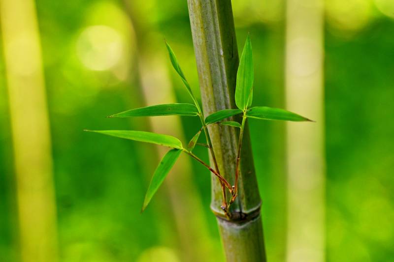 竹枝新绿 生机盎然图片