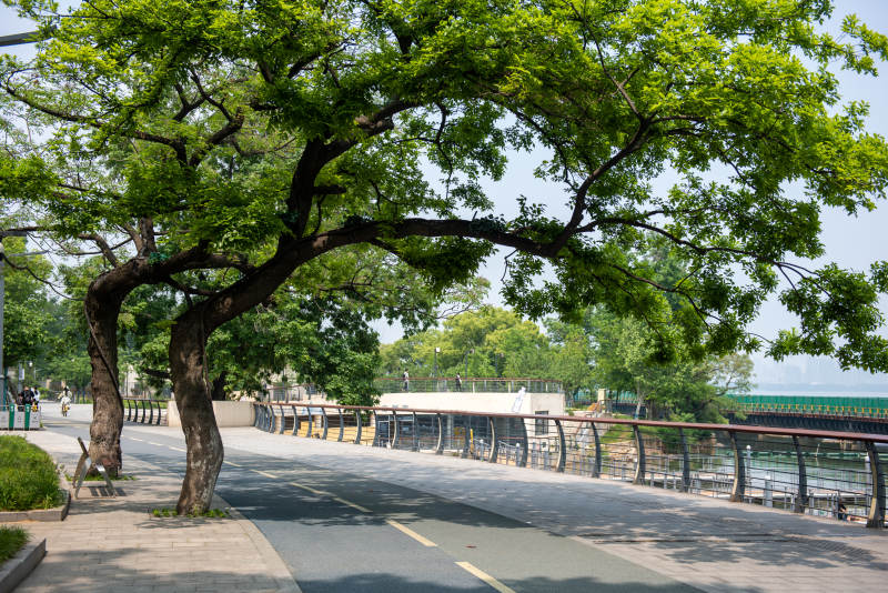 绿树成荫的湖畔步道图片