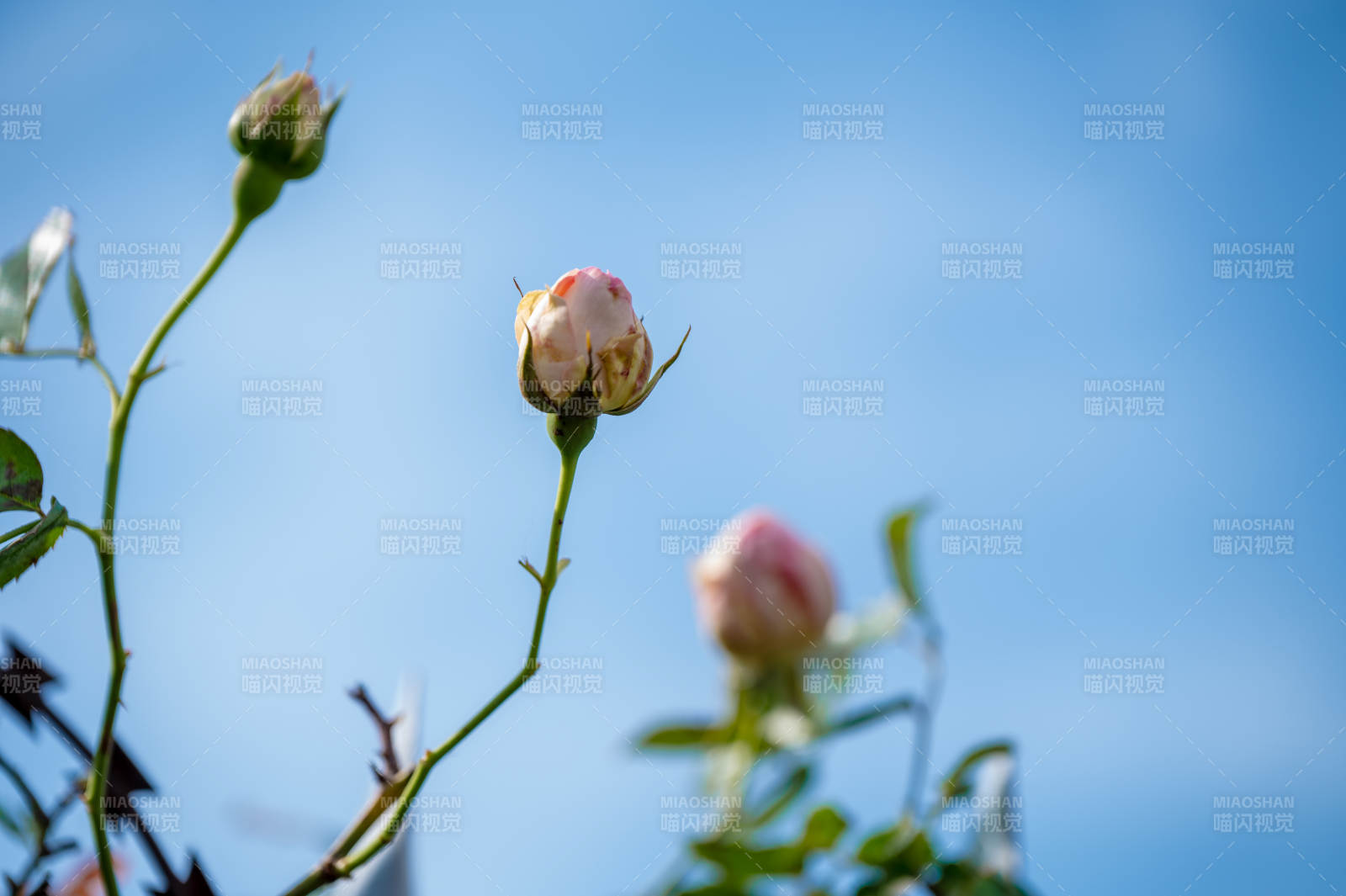 蓝天下的玫瑰花蕾图片