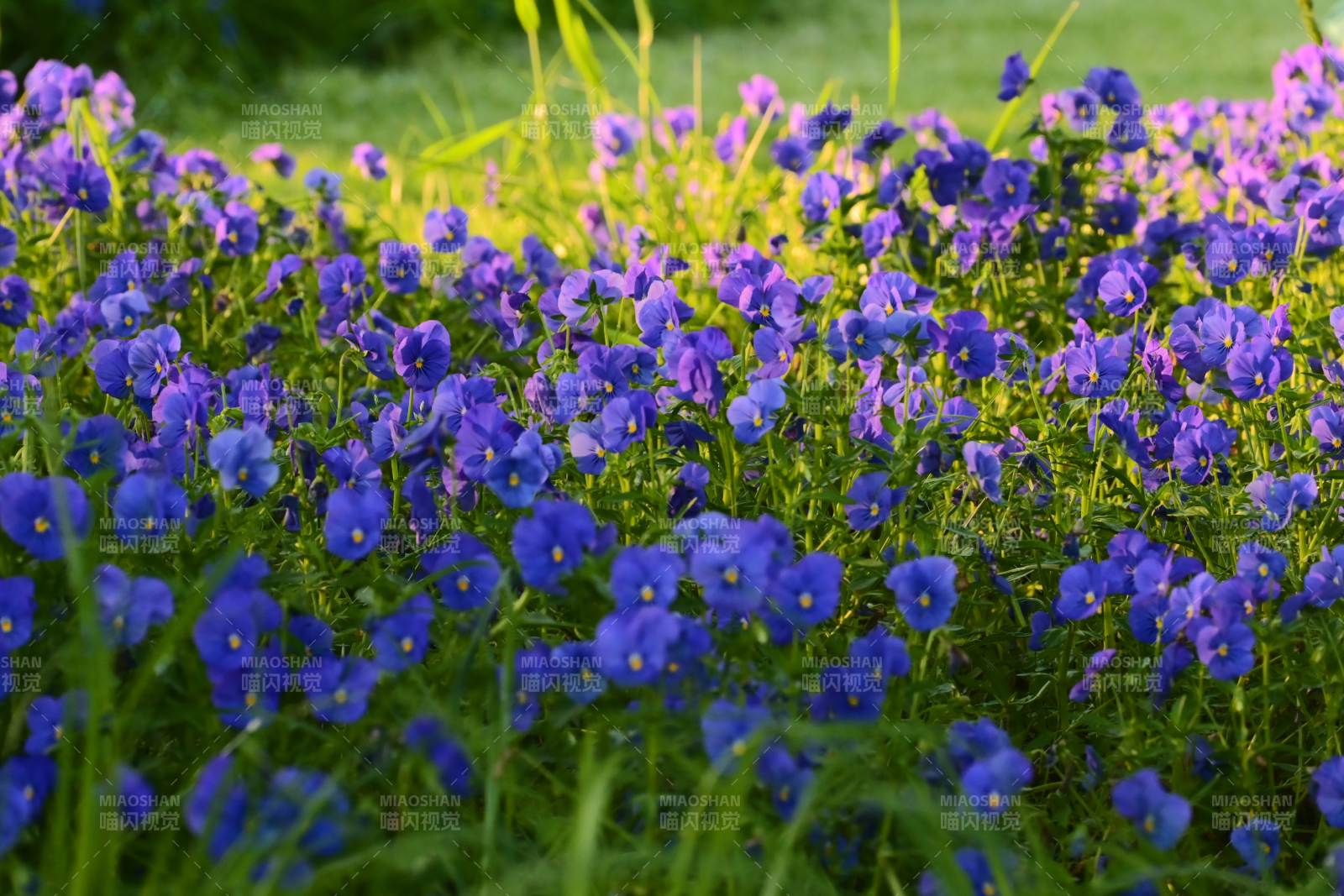 紫花遍野 春意盎然图片