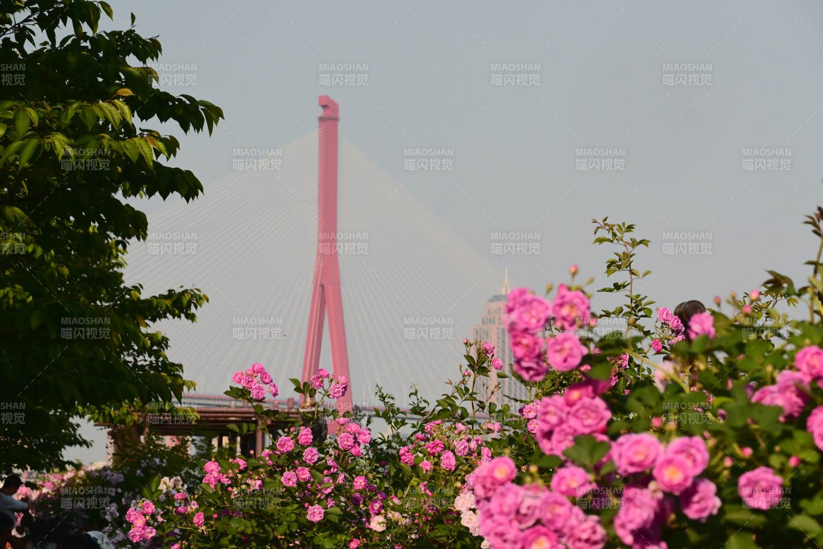 粉桥花影映春景图片