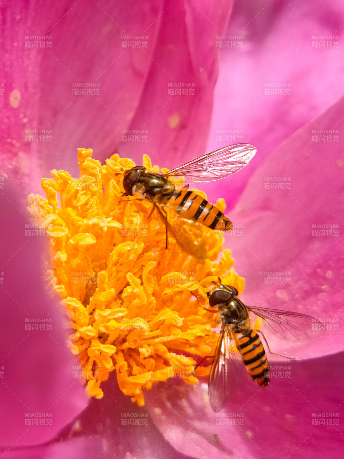 蜂恋粉花蕊图片