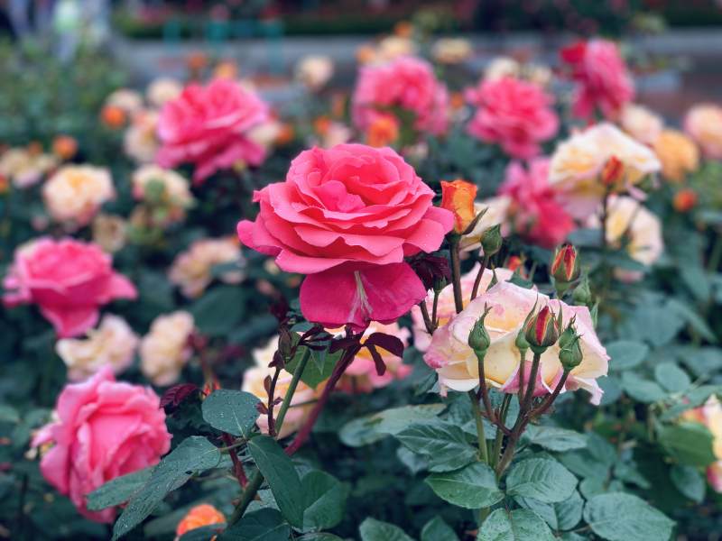 粉玫瑰盛放 花海如梦图片