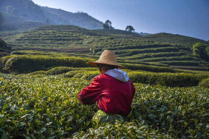 茶山采茶人背影图片
