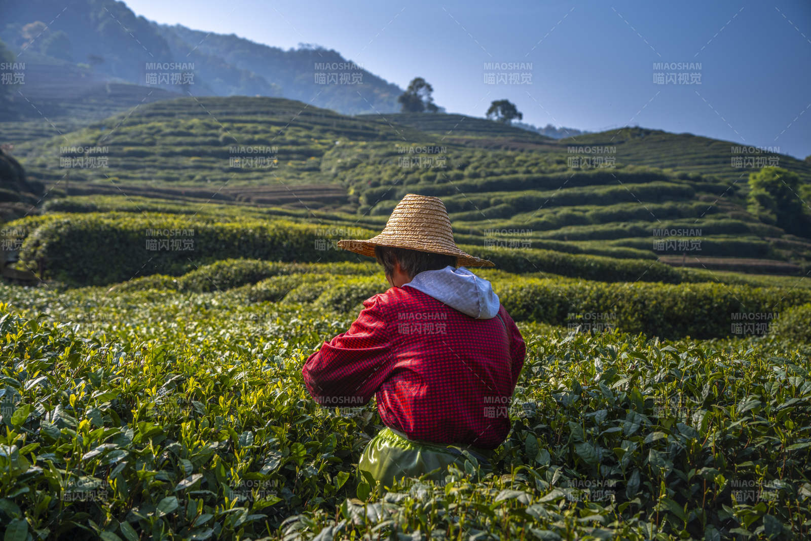 茶山采茶人背影图片