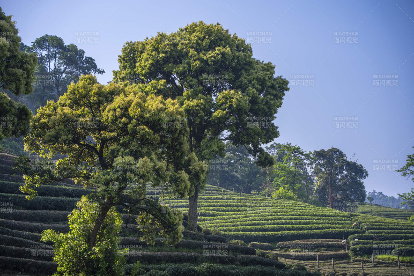 青山茶园 绿树成荫图片