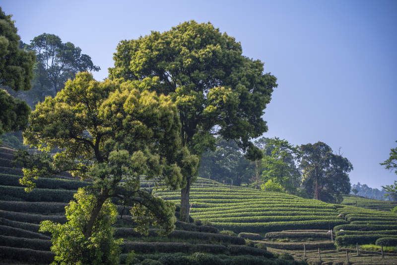 青山茶园 绿树成荫图片