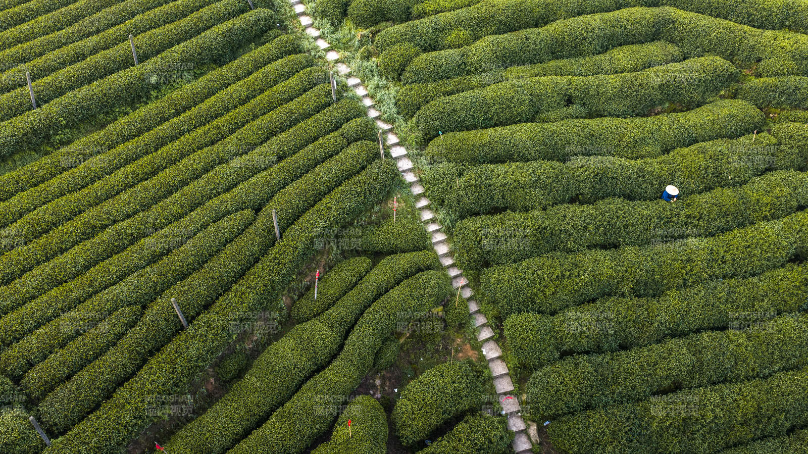 茶山小径 采茶人点缀绿海图片