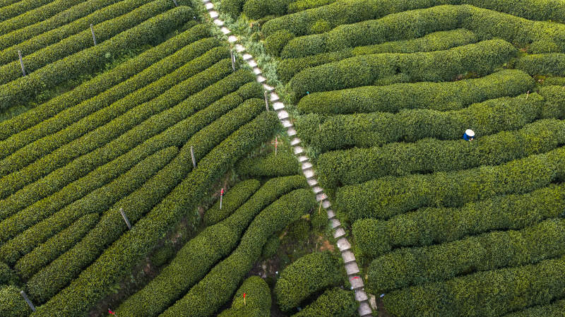 茶山小径 采茶人点缀绿海图片