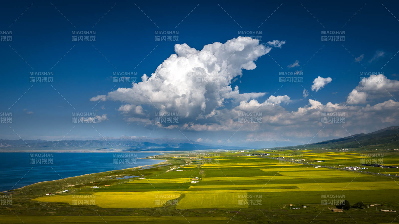 青海湖畔油菜花海图片