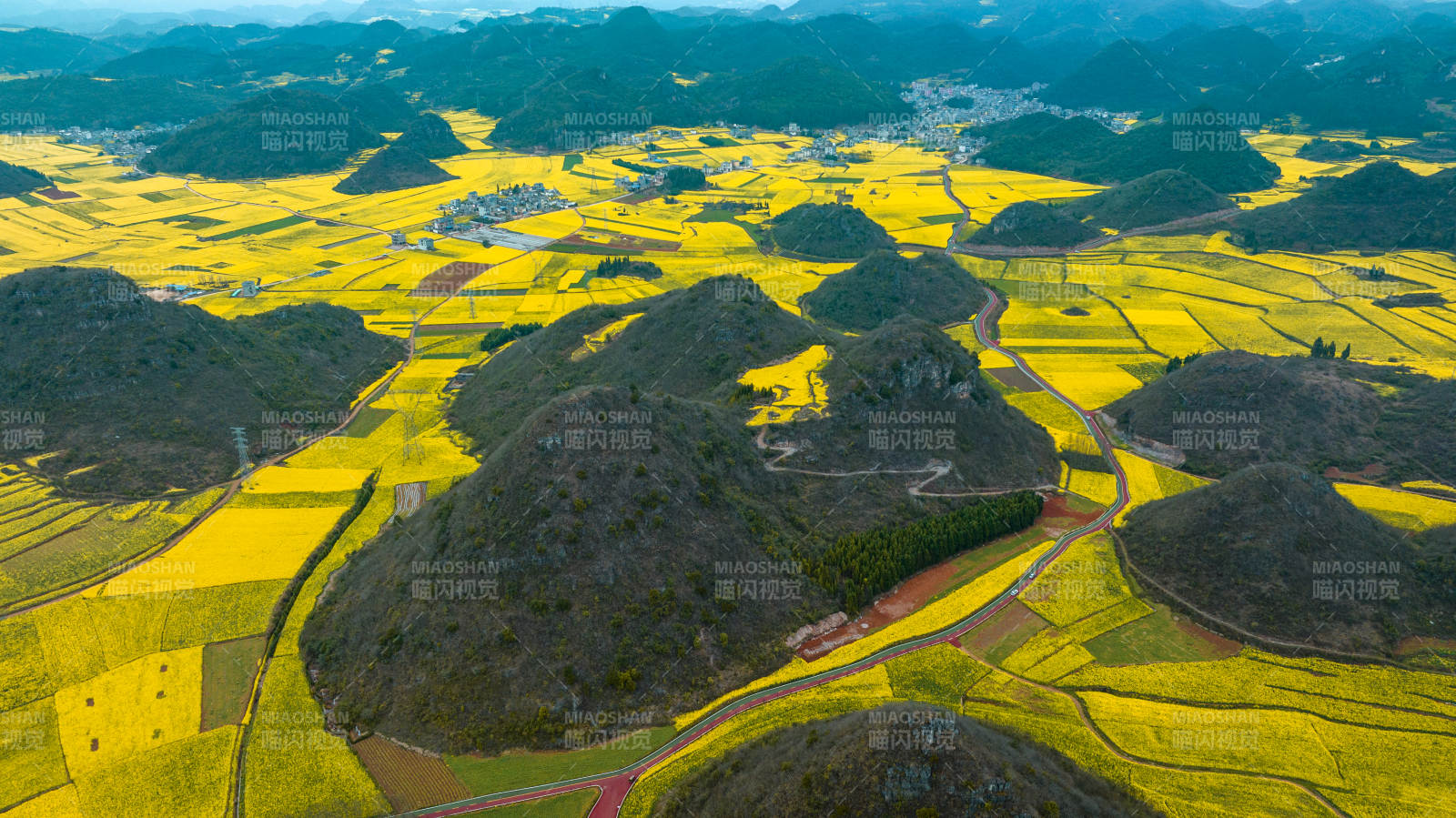 金黄花海绕青山图片