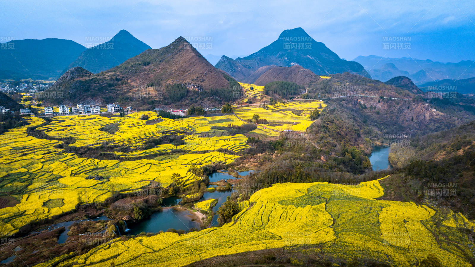 金黄花海映青山图片
