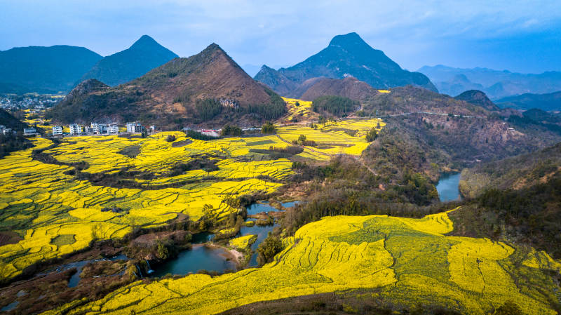 金黄花海映青山图片