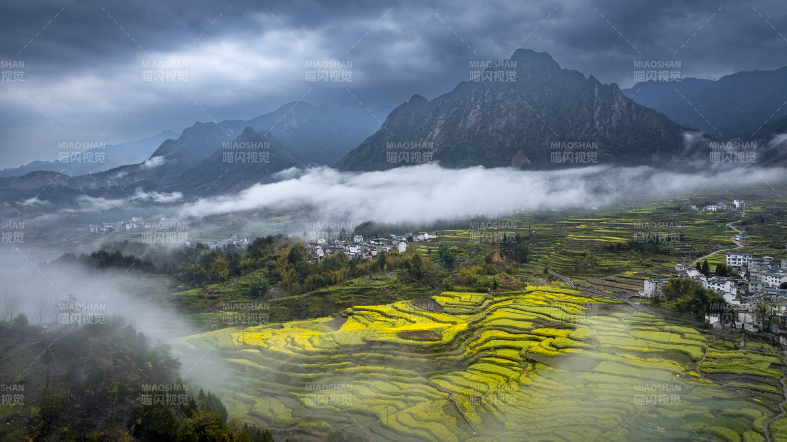 云雾梯田 金黄花海映山峦图片