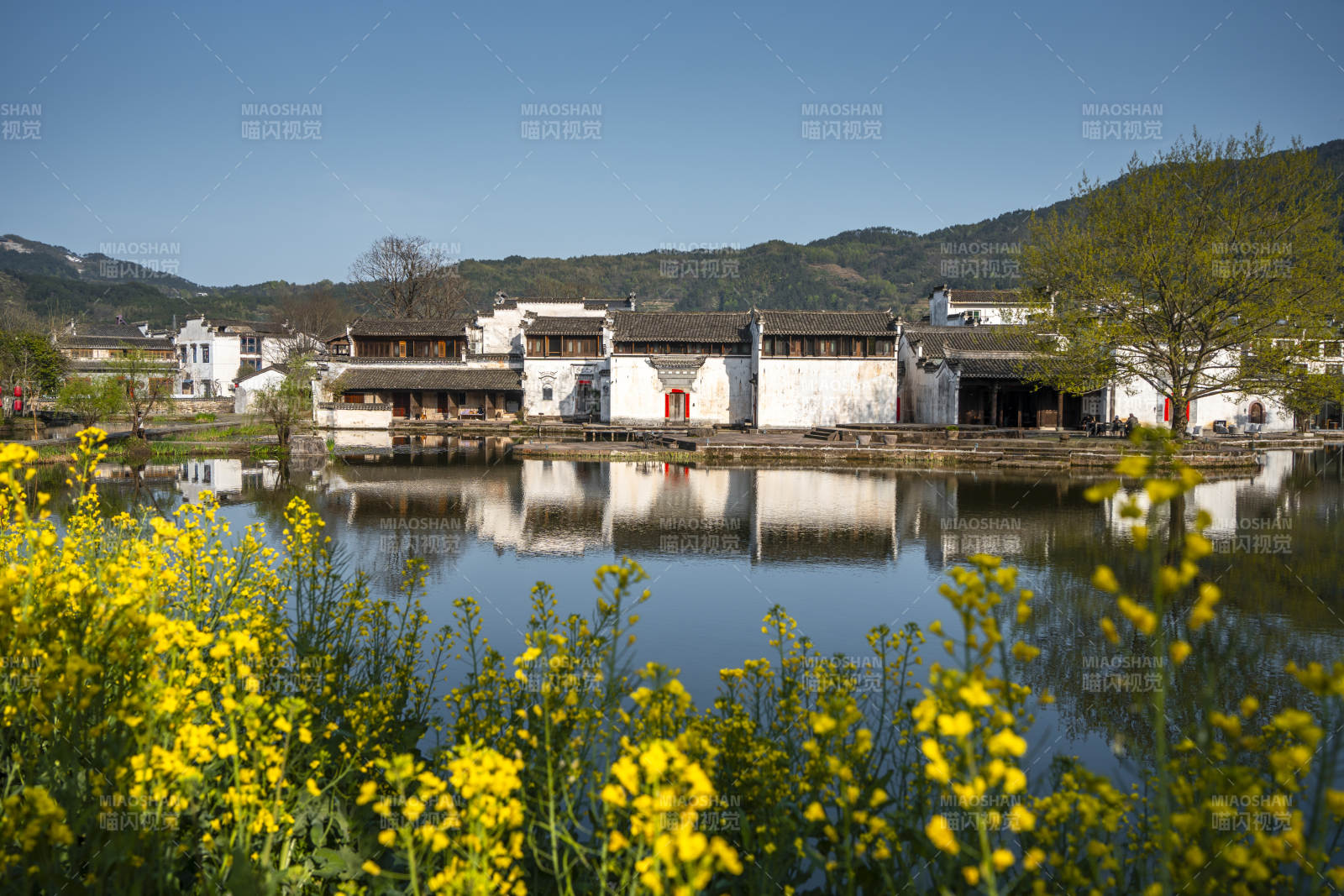 徽派古村映水 油菜花黄图片