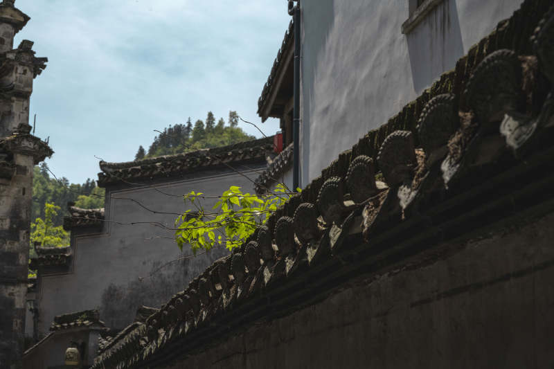 古巷青瓦 绿意点缀徽派建筑图片