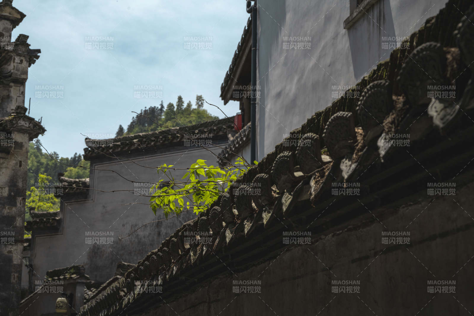 古巷青瓦 绿意点缀徽派建筑图片