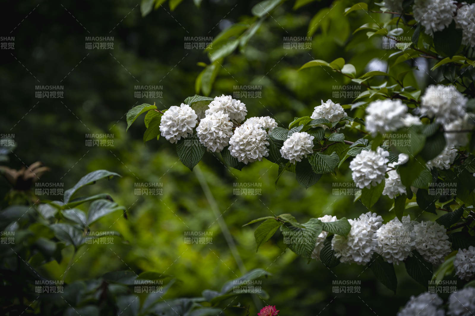白花绿叶映幽径图片
