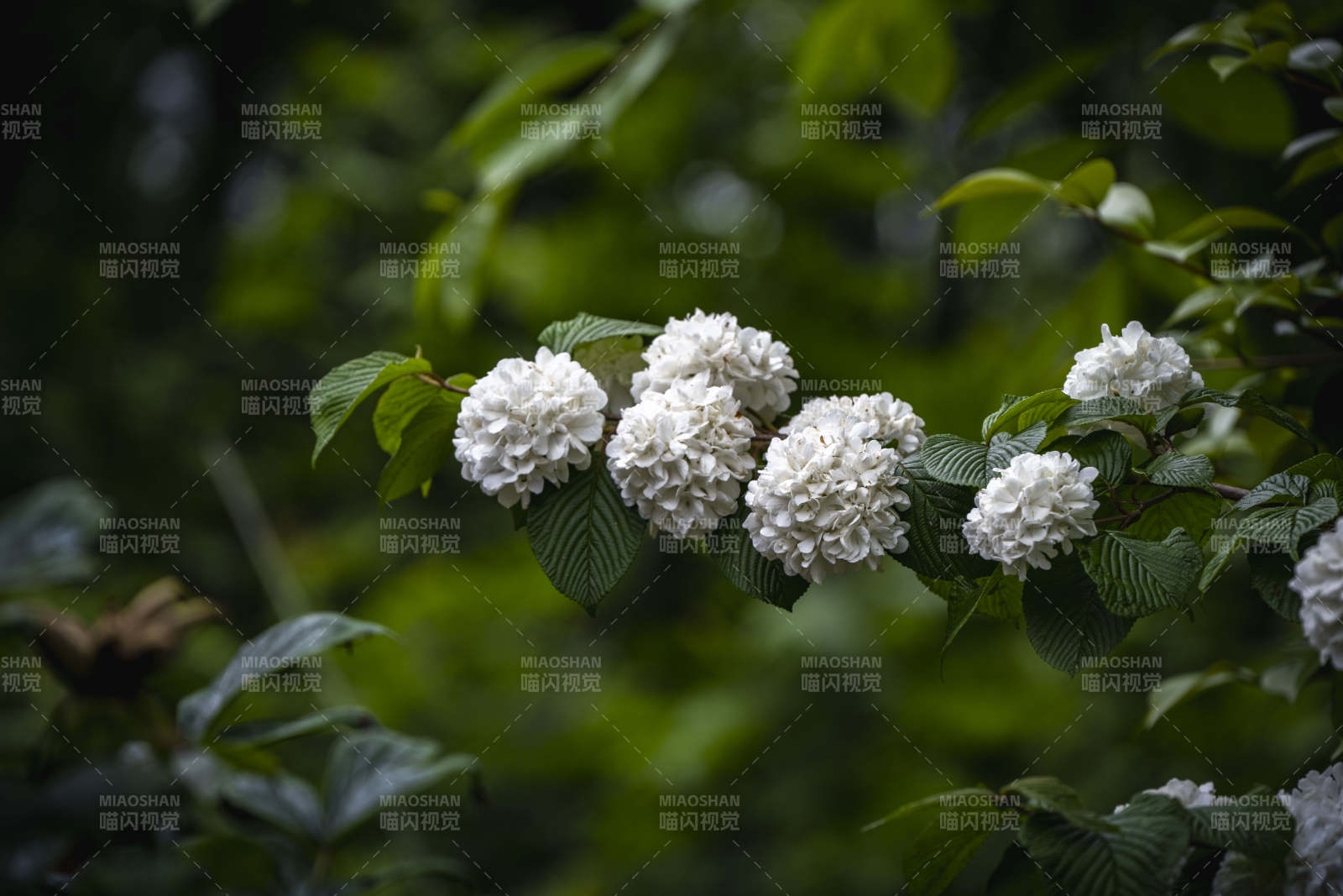 绿叶白花 静谧自然美图片