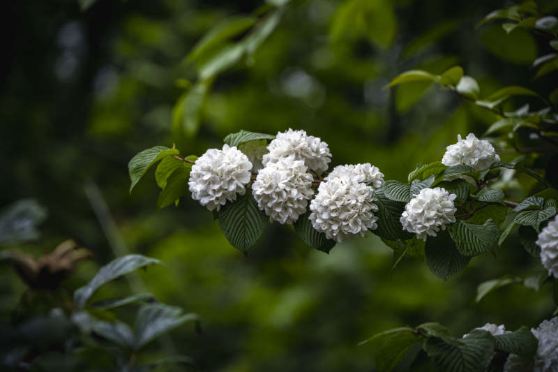 绿叶白花 静谧自然美图片