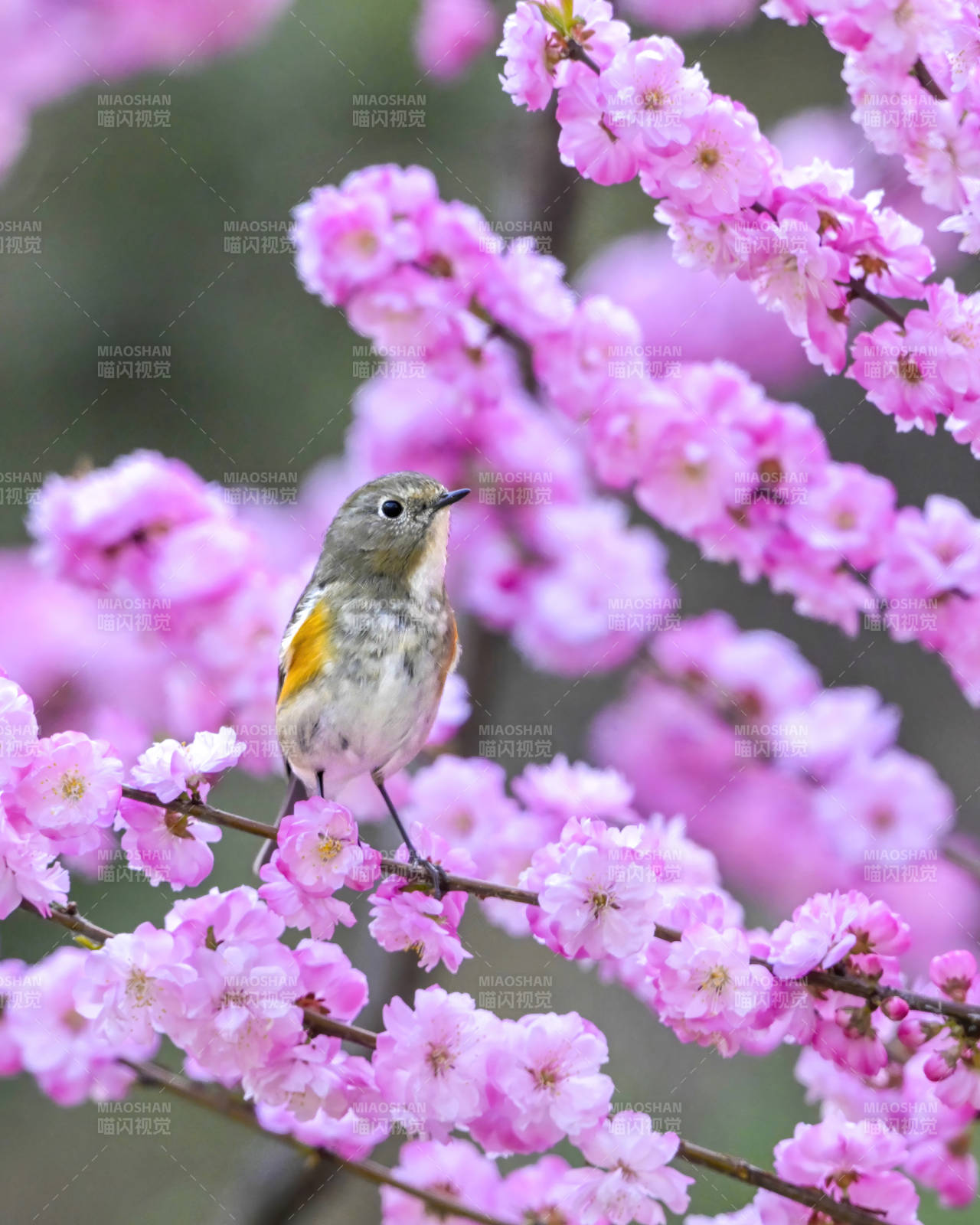 花间小鸟春意浓图片